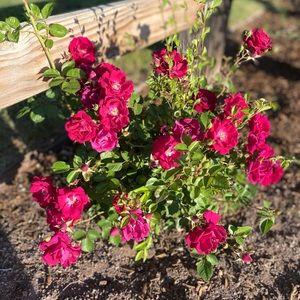 Meet your Posher, Renée macfarland